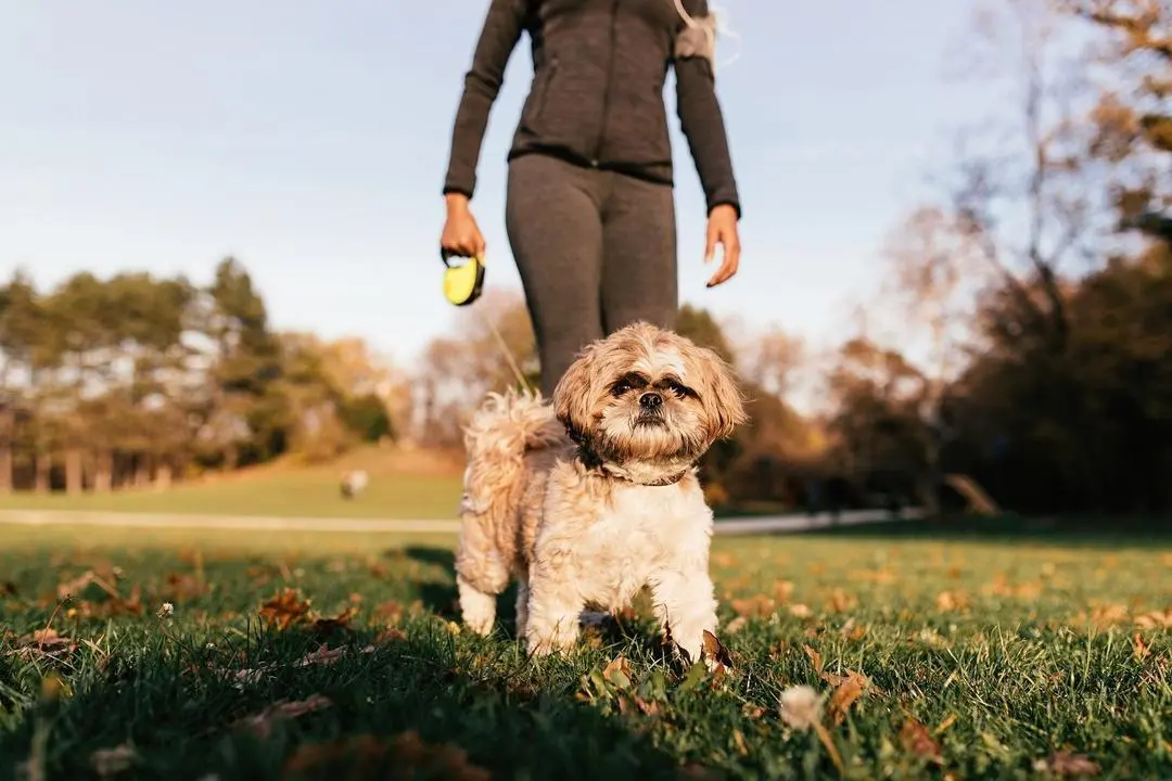 Small dog and his unrecognizable athletic owner taking a walk in nature.