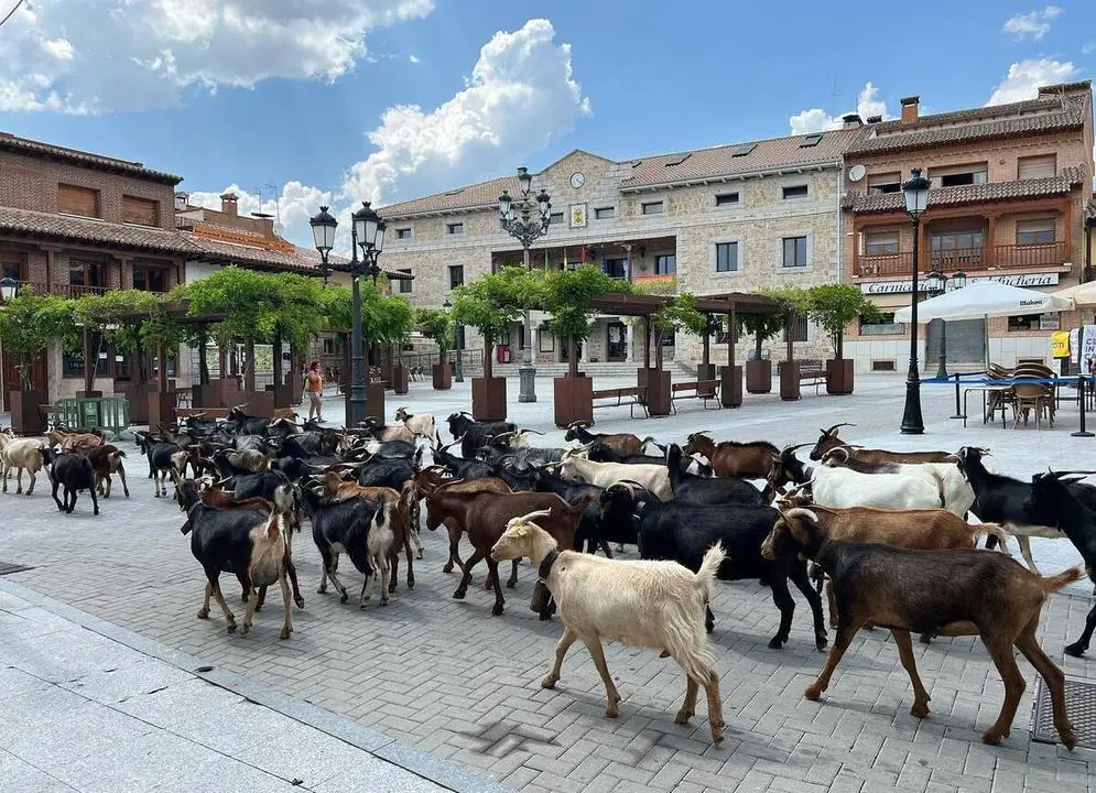 cabras manza (1)