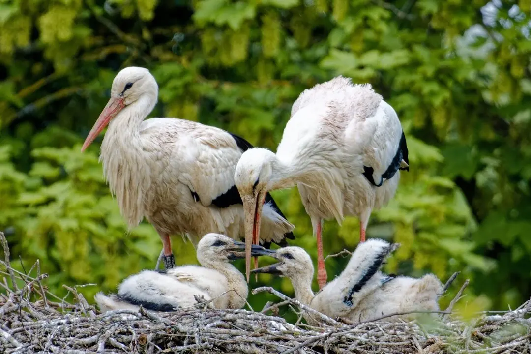 Una familia de cig&uuml;e&ntilde;as blancas en su nido, s&iacute;mbolo de la biodiversidad que puede observarse en Soto del Real durante Sotog&uuml;e&ntilde;a 2025, el festival de las aves y la naturaleza para disfrutar en familia.