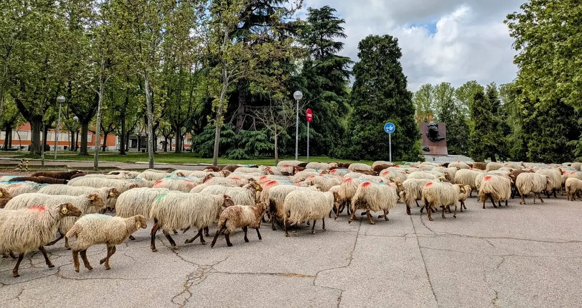 Ovejas del reba&ntilde;o de los Apisquillos saliendo de Madrid con destino Puebla de la Sierra