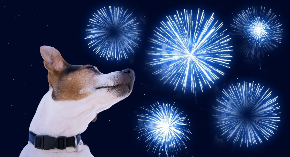 Dog muzzle jack russell terrier against the sky with blue fireworks. Safety of pets during fireworks concept