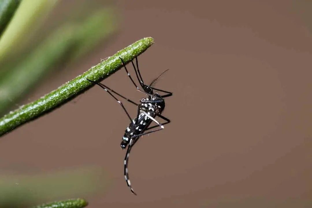 Mosquito tigre (1)