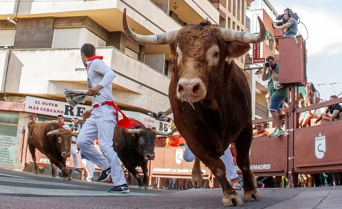 Los encierros taurinos son uno de los pilares fundamentales de las Fiestas de San Sebasti&aacute;n de los REyes