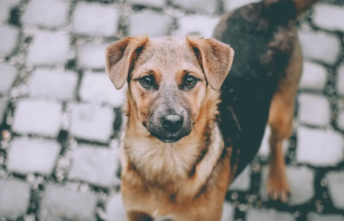 Un perro callejero busca due&ntilde;o en una jornada de adopci&oacute;n