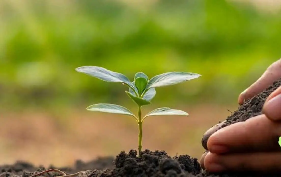 plantacion-san-agust&iacute;n-guadalix