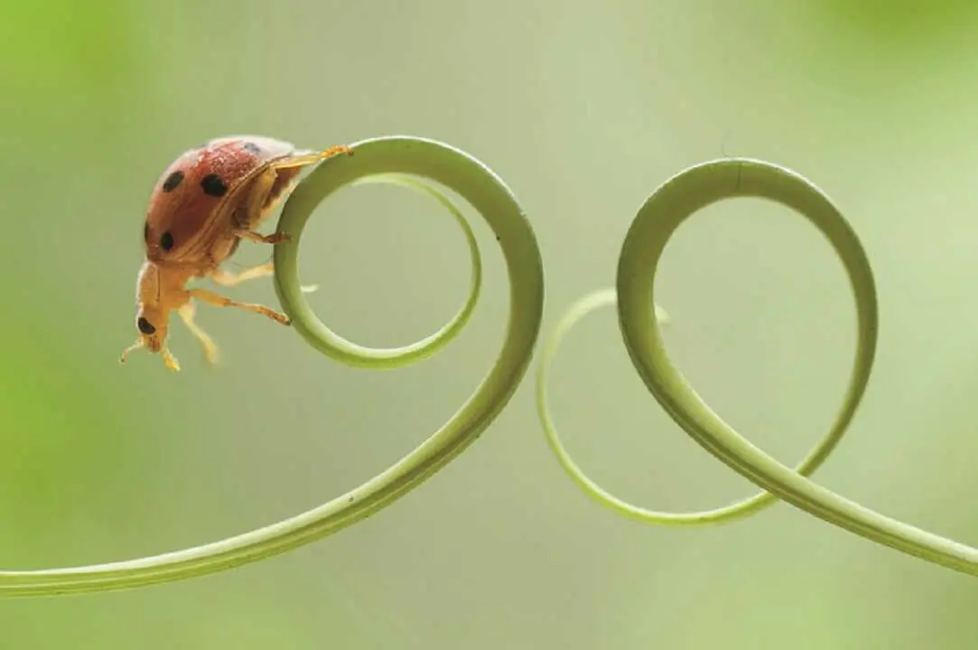 poes&iacute;a-espiral-tres-cantos
