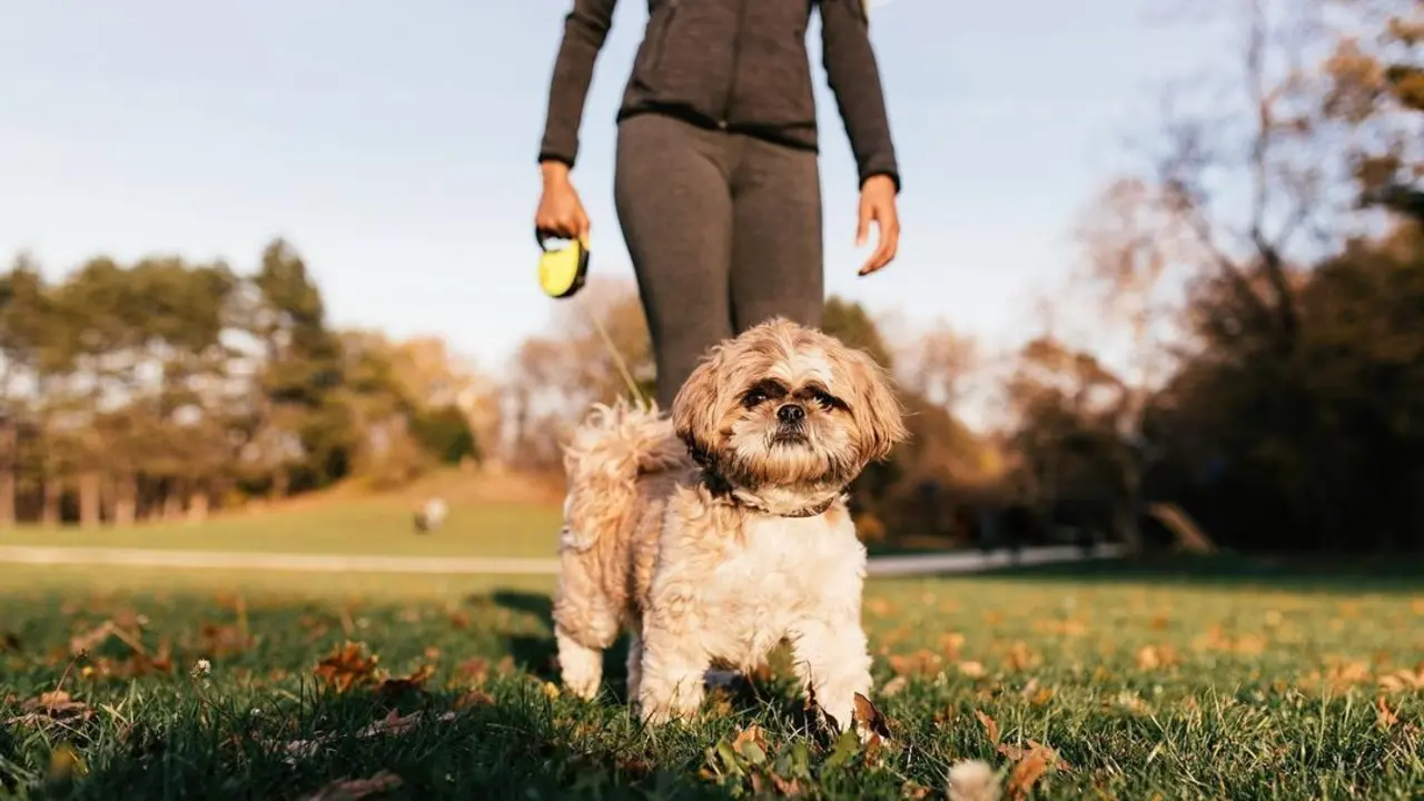 Small dog and his unrecognizable athletic owner taking a walk in nature.