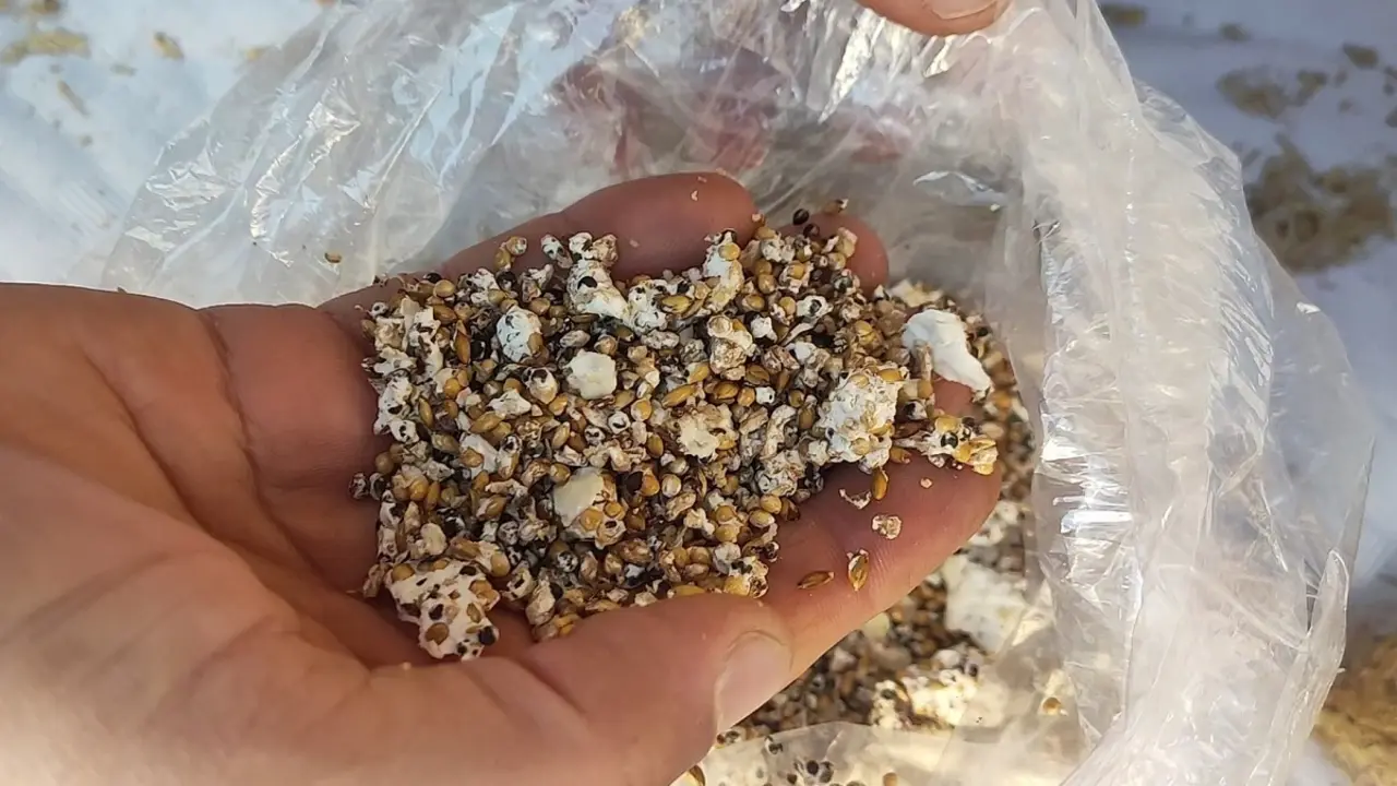 Un taller de cultivo de setas en una bolsa de Miraexplora 2024
