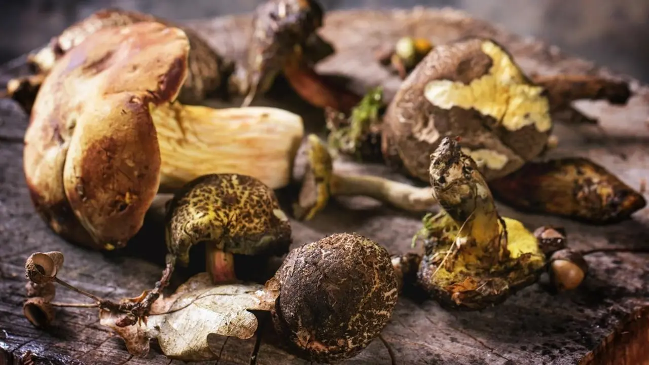 boletus-edulis-setas-hongos-confusiones