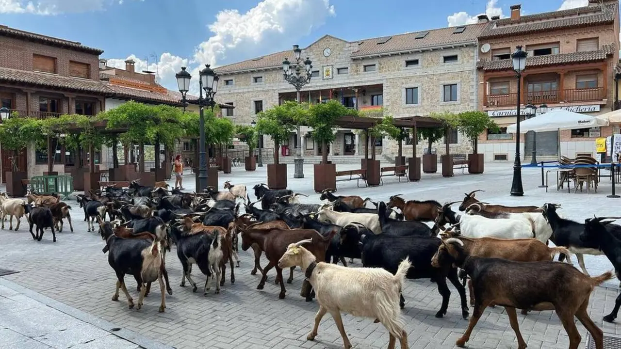 cabras manza (1)