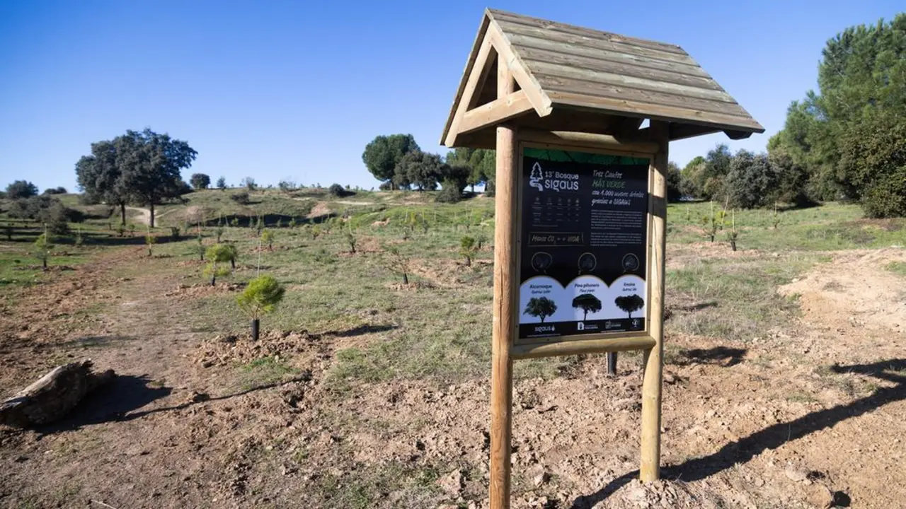 bosque sigaus