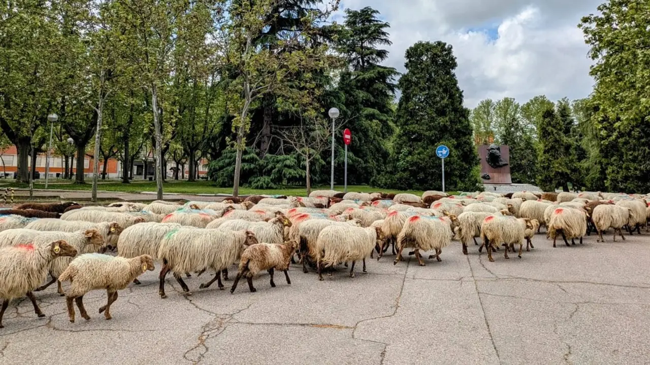 Ovejas del reba&ntilde;o de los Apisquillos saliendo de Madrid con destino Puebla de la Sierra