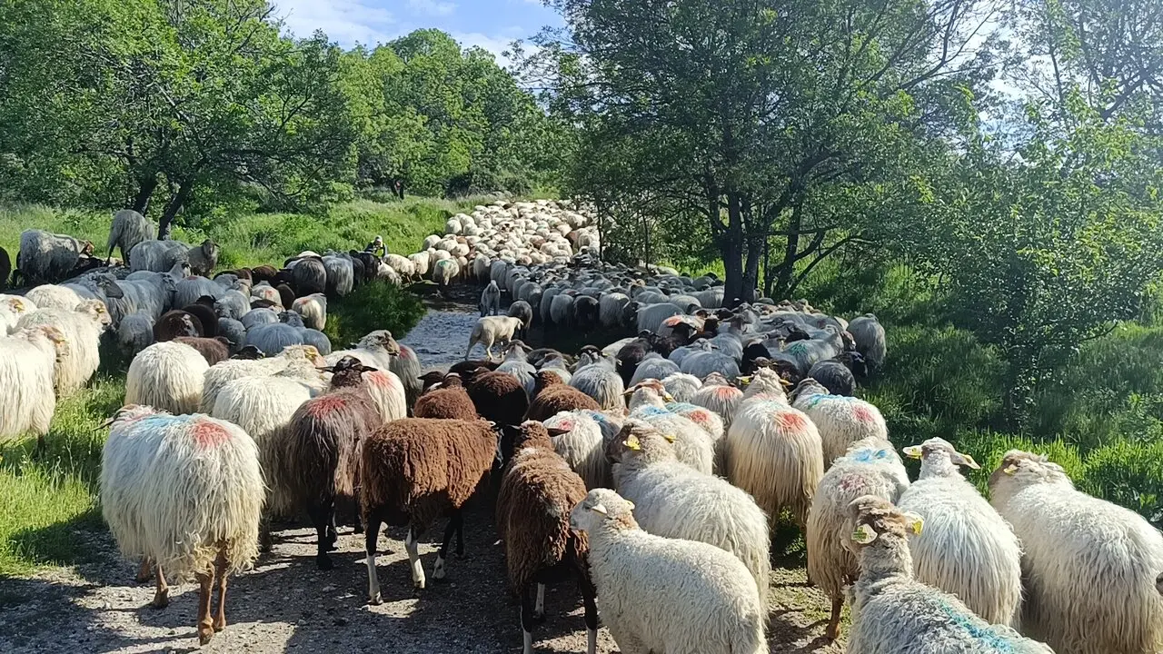 Ovejas rubias de El Molar y negra Castellana del reba&ntilde;o de los Apisquillos.