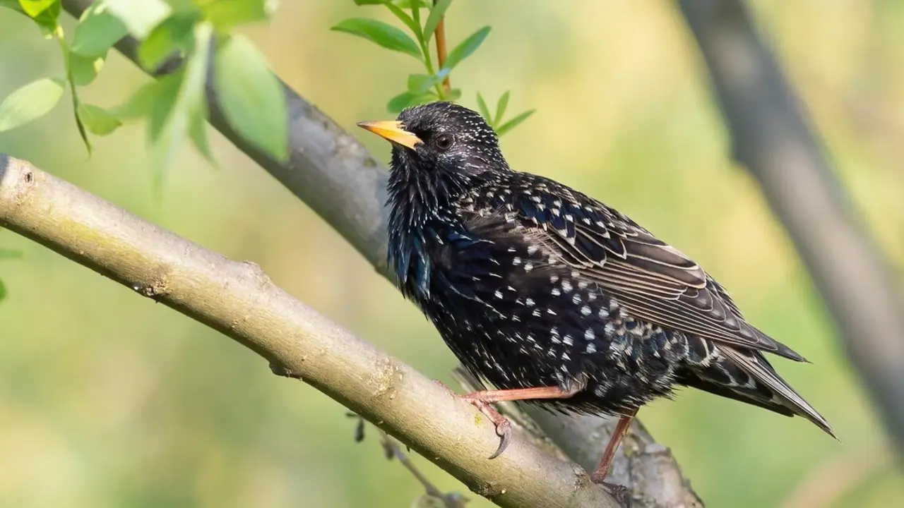 Un estornino com&uacute;n, en una rama de un bosque