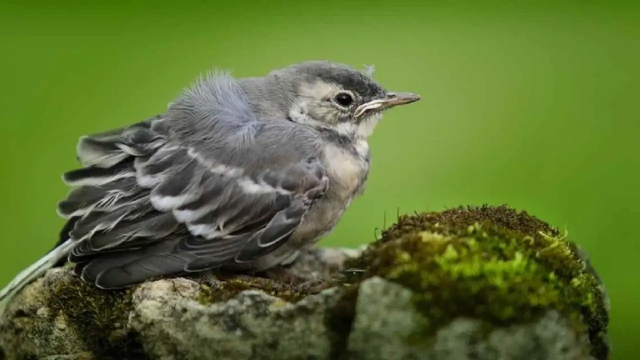 SEO/Birdlife hace una serie de recomendaciones cuando vemos un polluelo de ave en el suelo de la calle