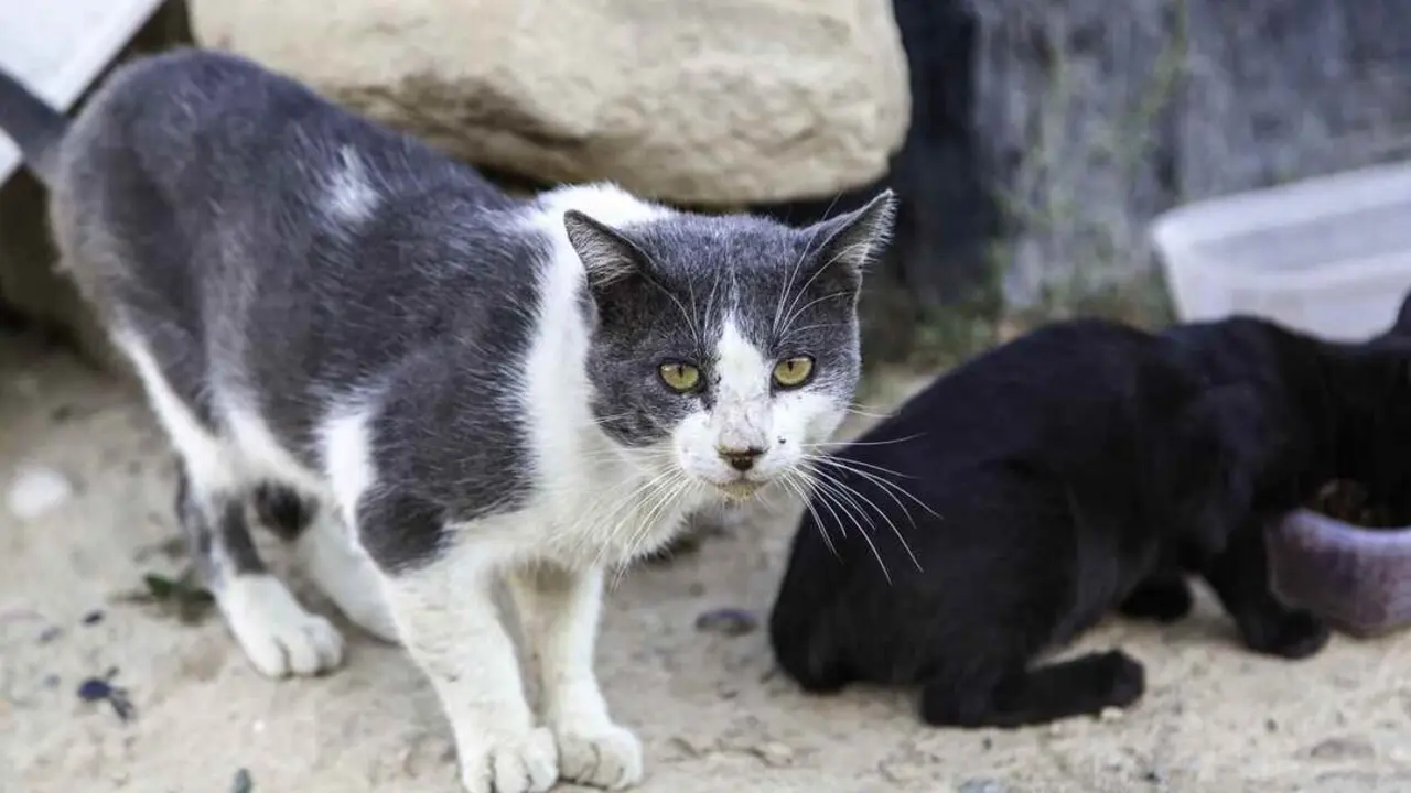 Colonia felina (1)