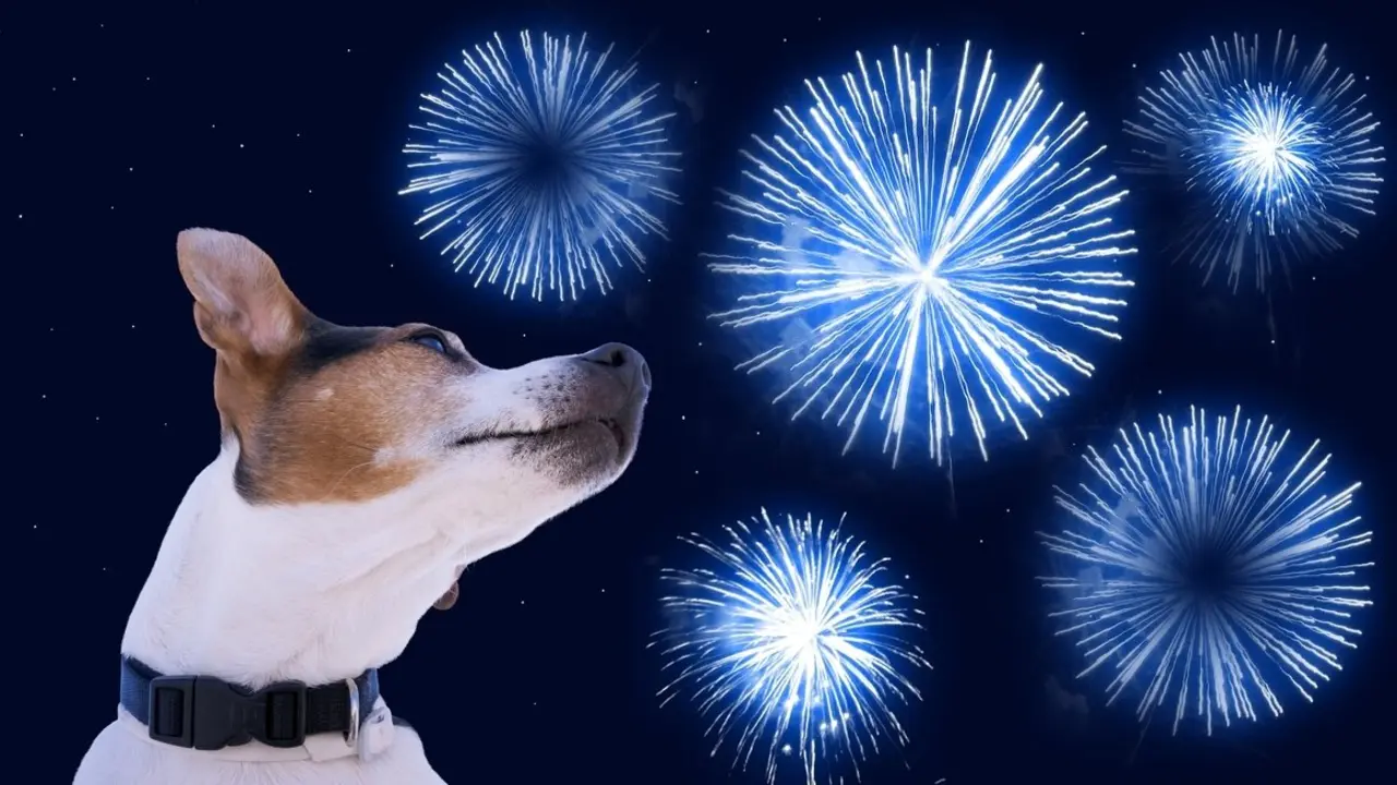 Dog muzzle jack russell terrier against the sky with blue fireworks. Safety of pets during fireworks concept