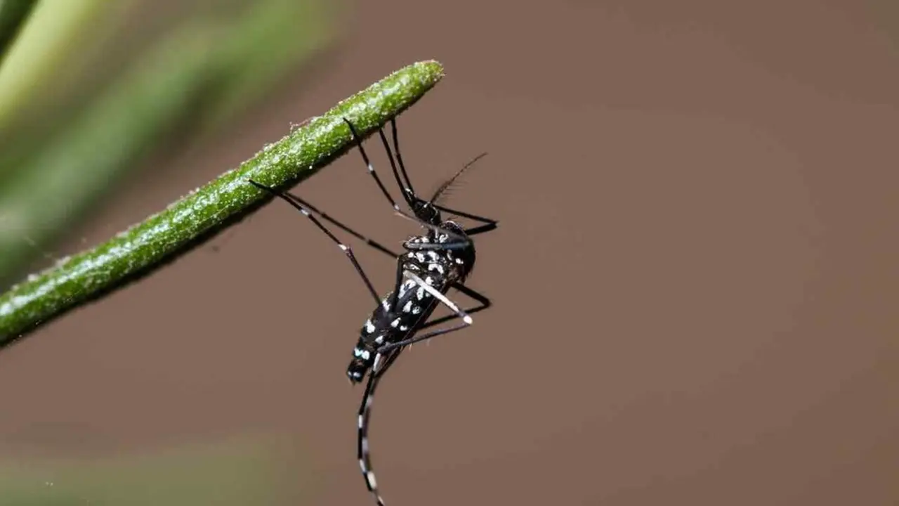 Mosquito tigre (1)