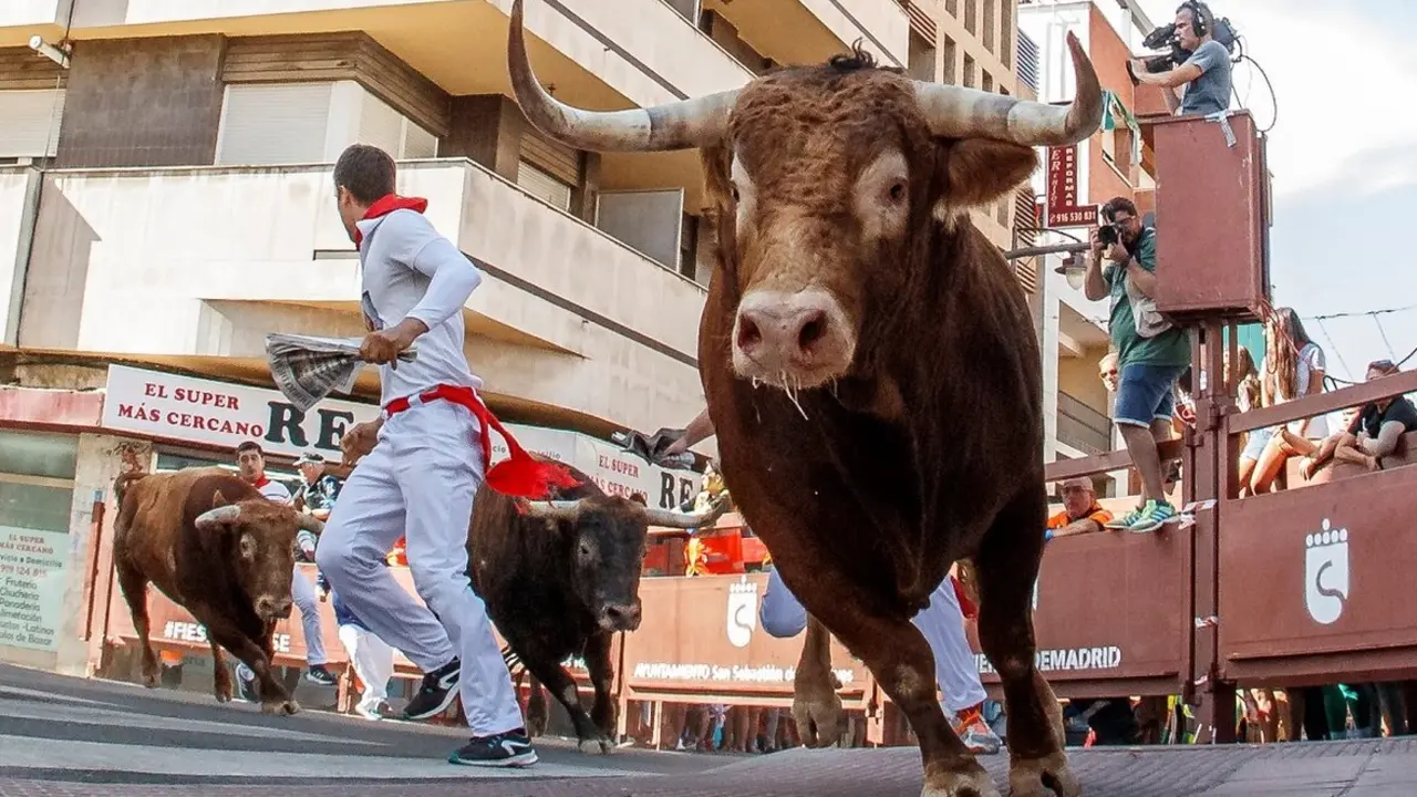 Los encierros taurinos son uno de los pilares fundamentales de las Fiestas de San Sebasti&aacute;n de los REyes