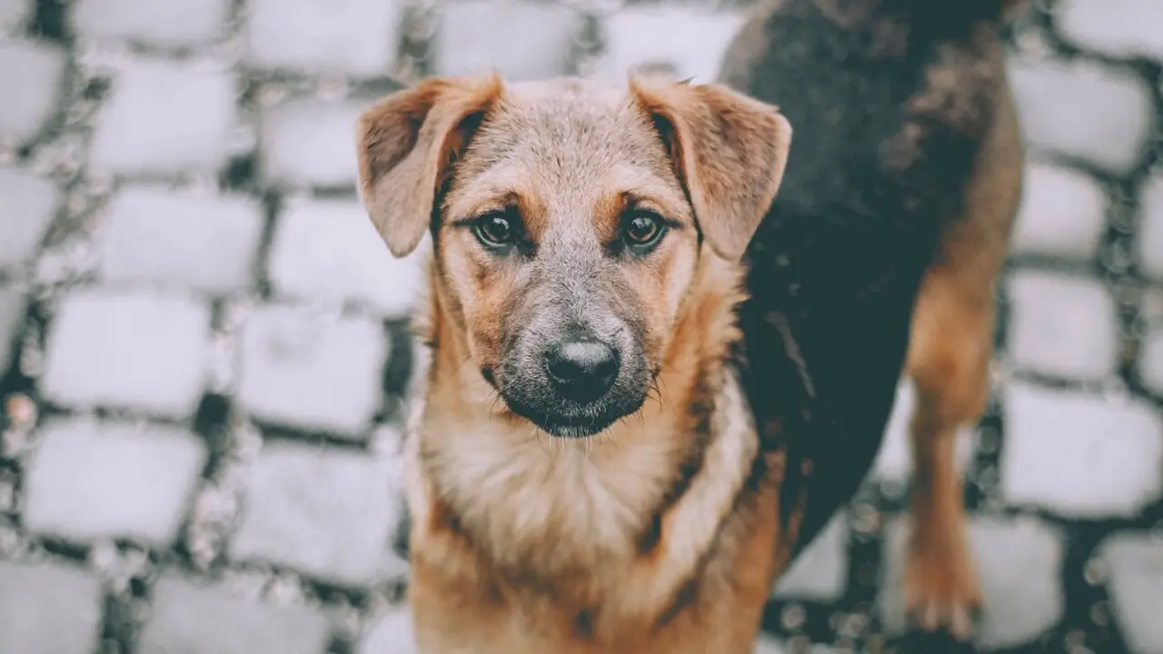 Un perro callejero busca due&ntilde;o en una jornada de adopci&oacute;n
