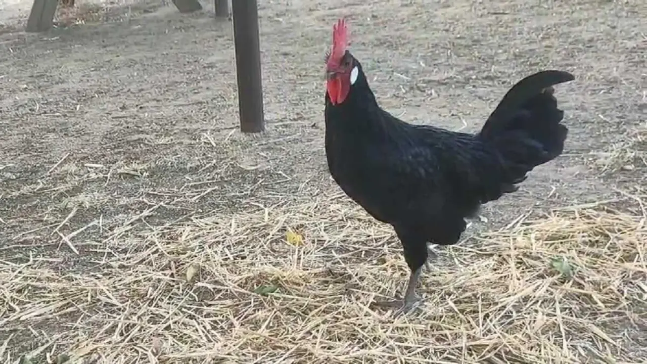 Una gallina negra castellana, raza en peligro de extinci&oacute;n, en La Gallinera