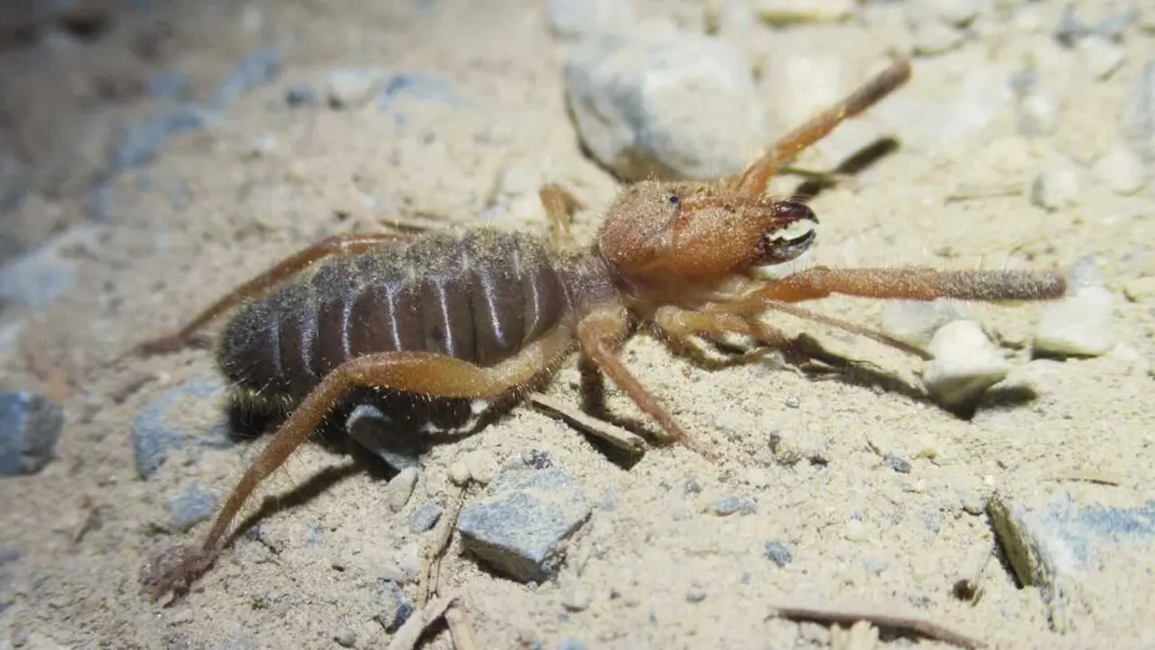 Una ara&ntilde;a camello (fotograf&iacute;a de Manuel M&aacute;rmol)