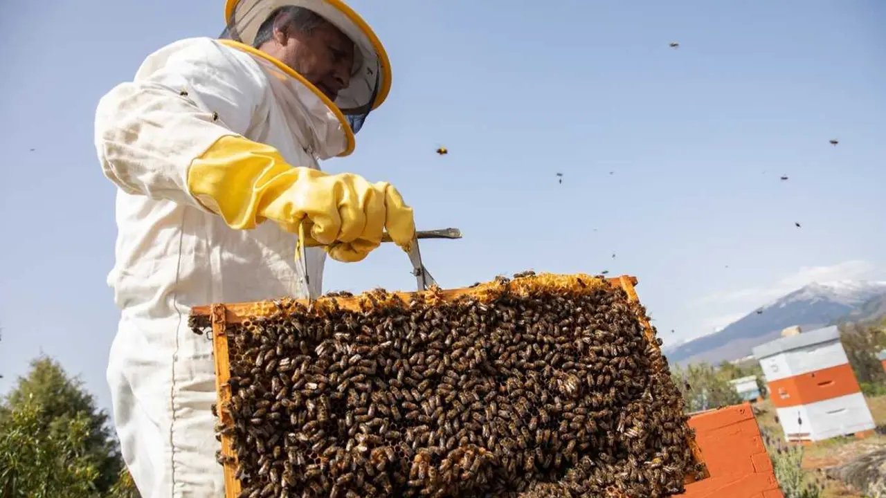 El apicultor Jos&eacute; Llaxac&oacute;ndor, con colmenas distribuidas en varios municipios de la Reserva de la Biosfera de la Cuenca Alta del Manzanares
