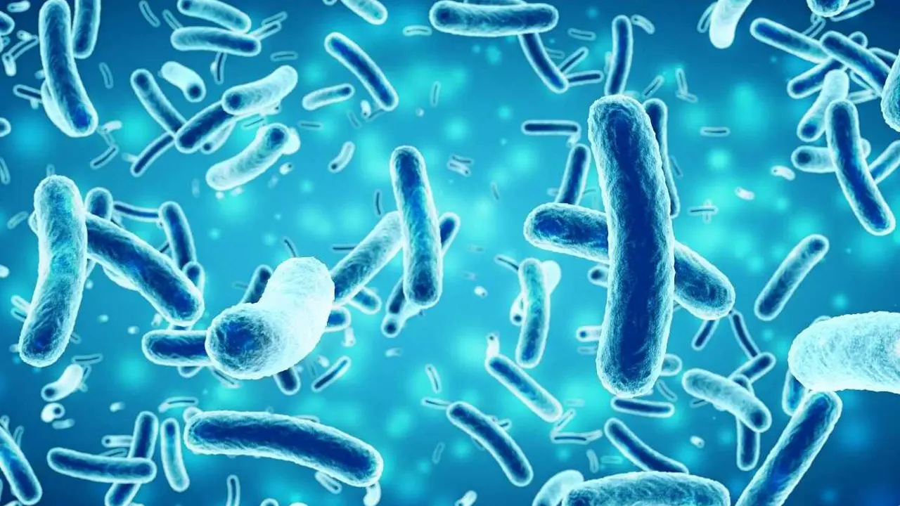 Las bacterias son un tipo de microbioma