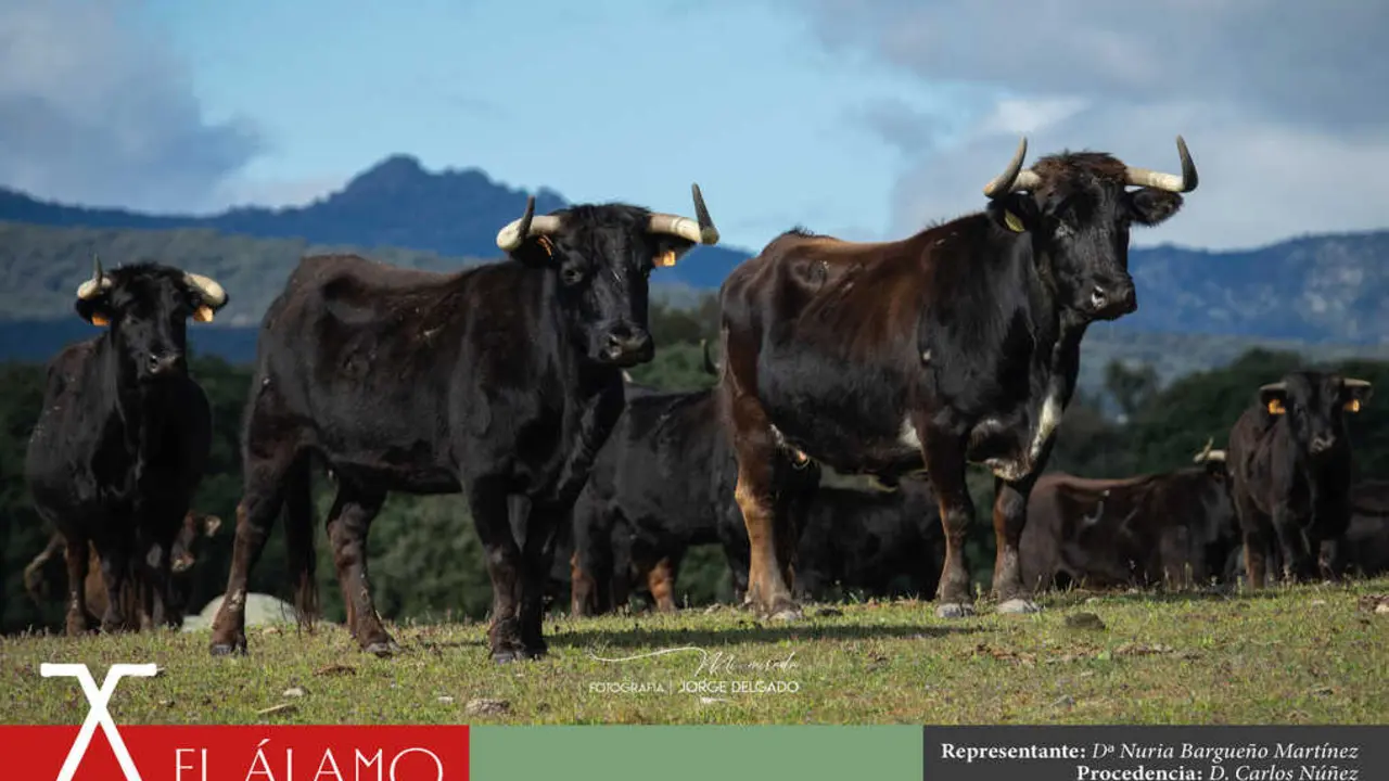 toro-bravo-colmenar