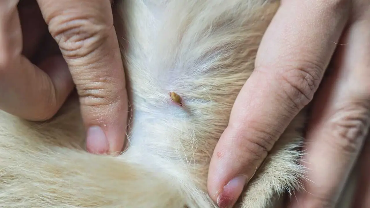 Una mujer coge una garrapata, un tipo de par&aacute;sito, de la piel de un perro