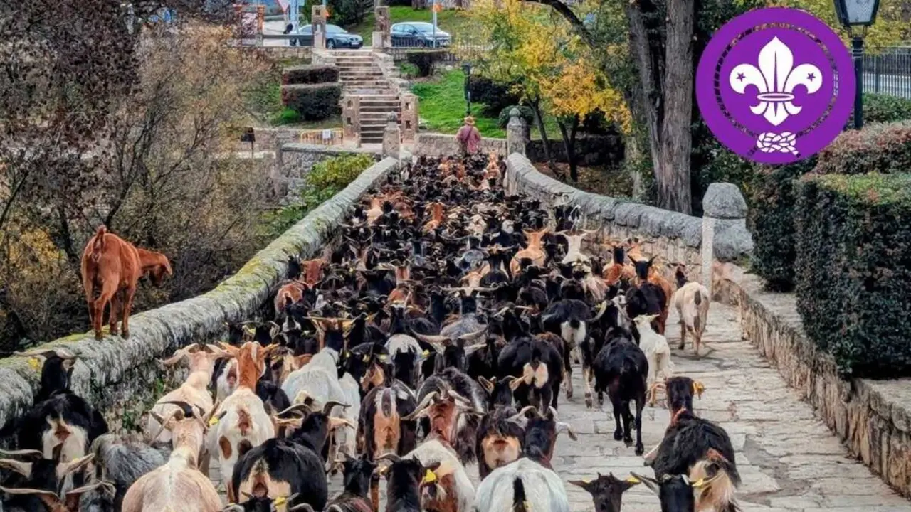 paseo-cabras-manzanares-real