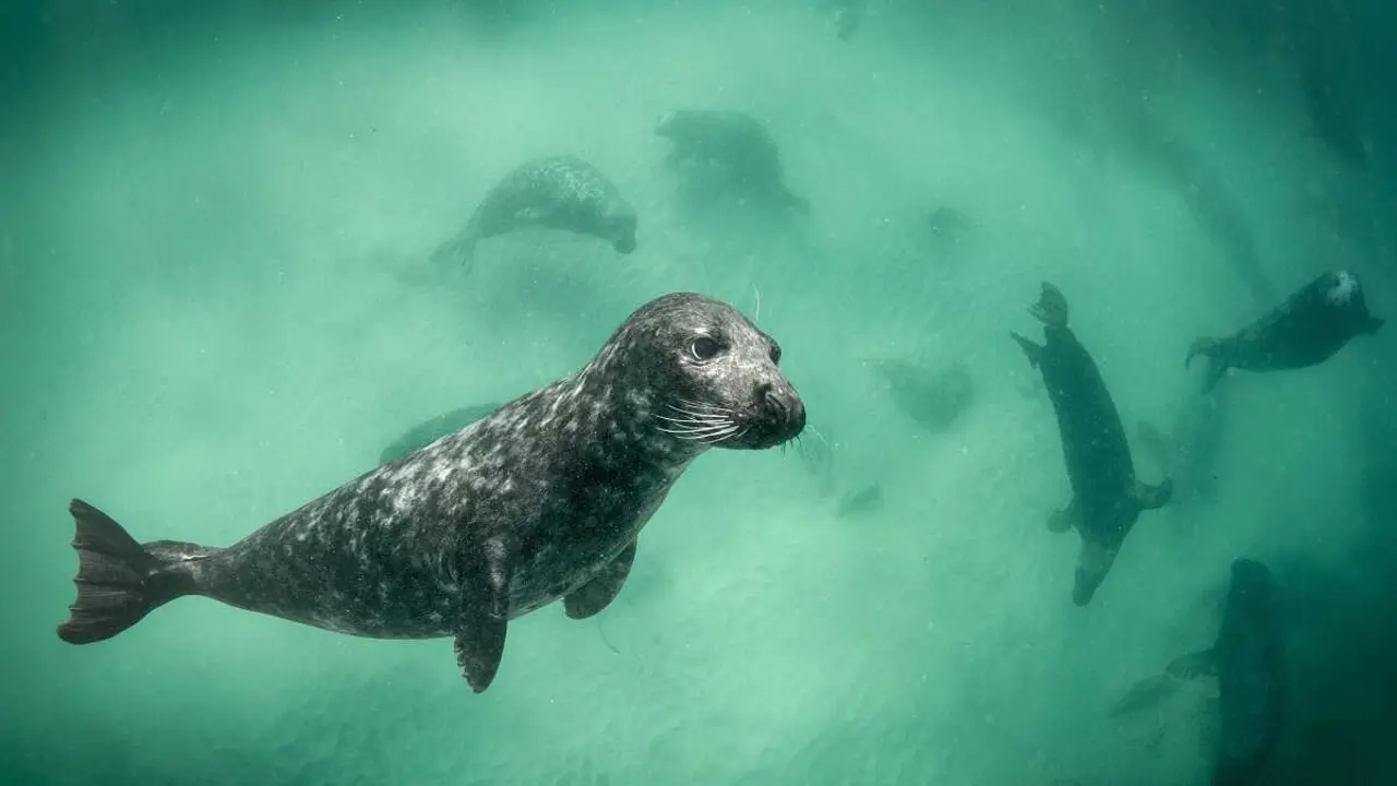 Una foca se desliza debajo del agua junto a otras focas