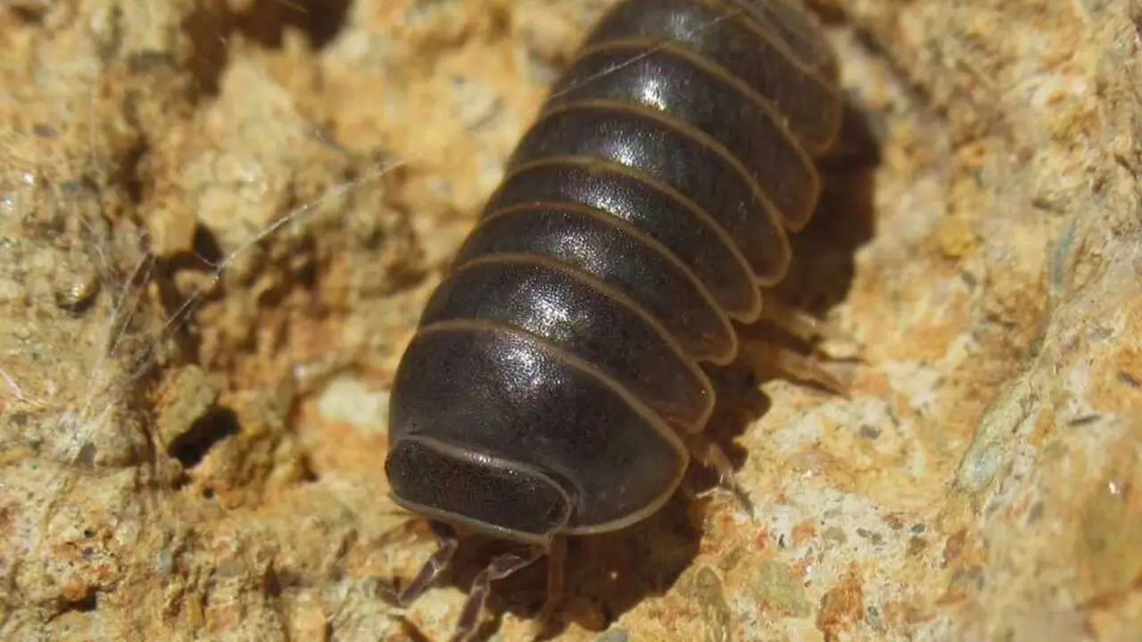 Armadillo officinalis, una de las especies de cochinilla de la humedad m&aacute;s comunes en Espa&ntilde;a