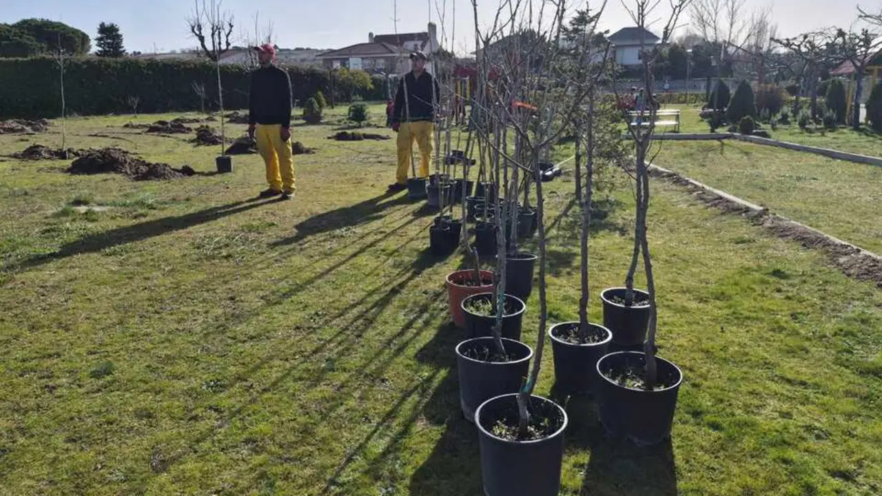 un ni&ntilde;o un arbol