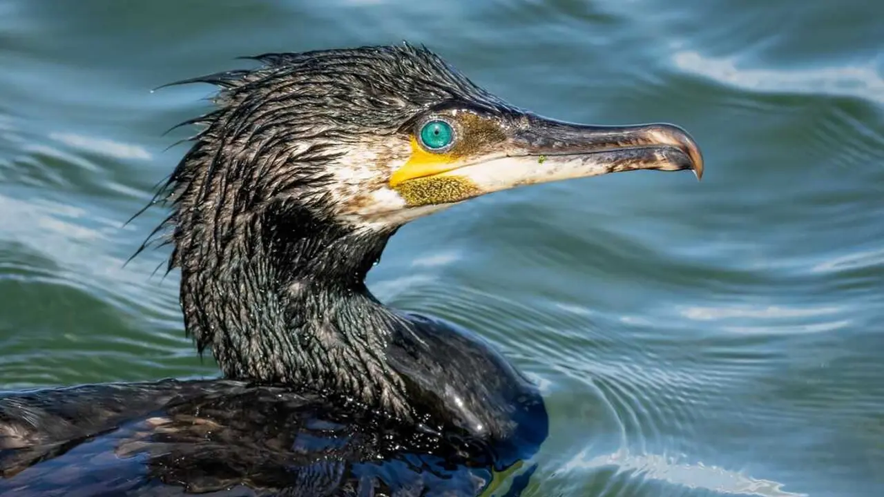 Cormor&aacute;n en el agua de un lago