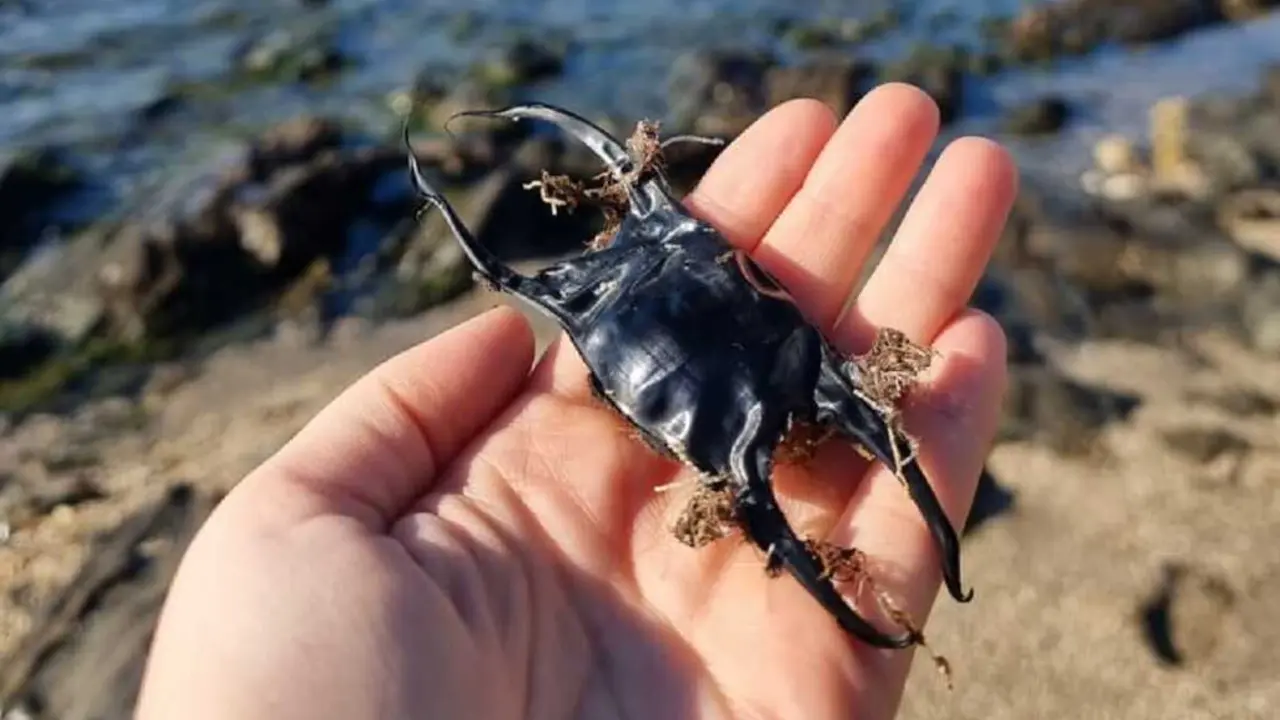 Huevo de tibur&oacute;n en la playa, un objeto que nos muestra la biodiversidad marina