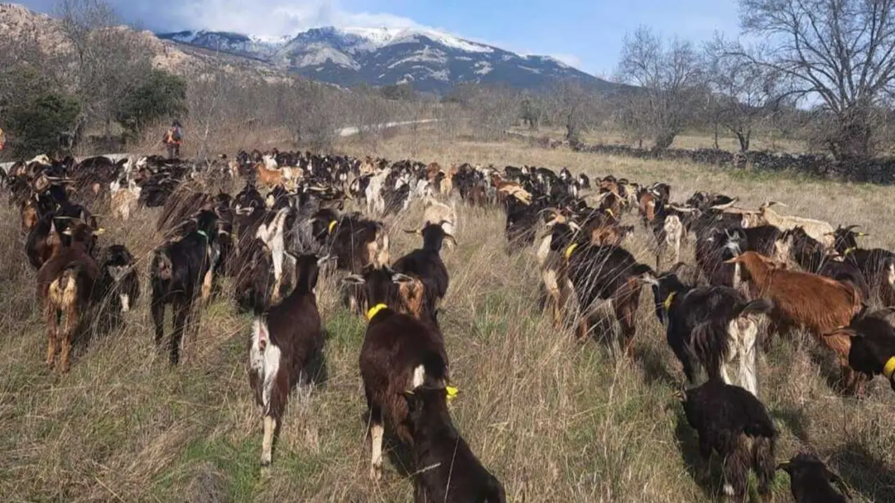 Ovejas "bombero" en una pradera de Soto del Real