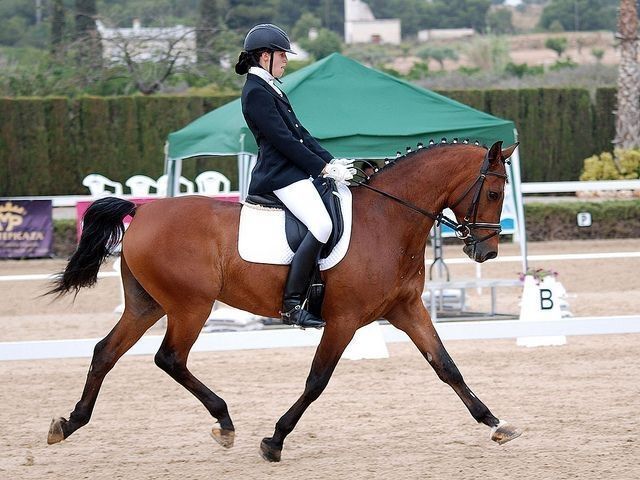 concurso doma clasica