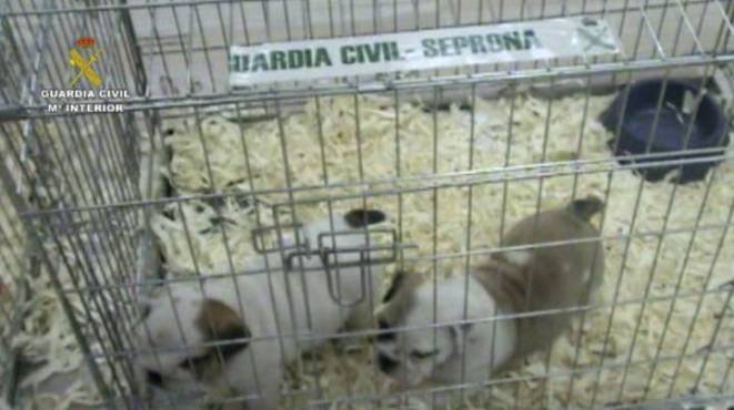 cachorros decomisados dic 2014 2d