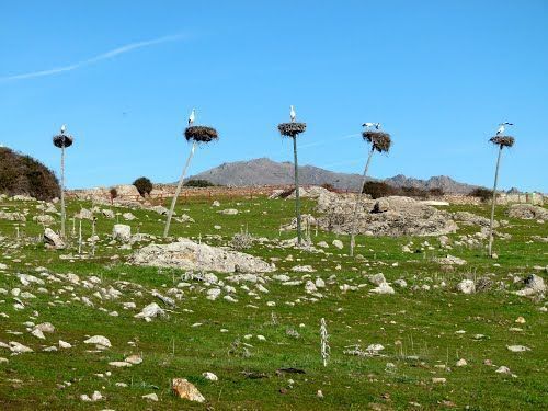 ciguenias dehesa np iu cv