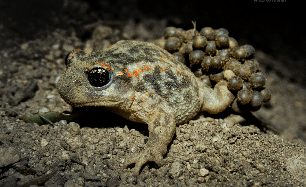 Sapo portero, un padrazo en el mundo animal, que lleva a sus futuras crías e la espalda