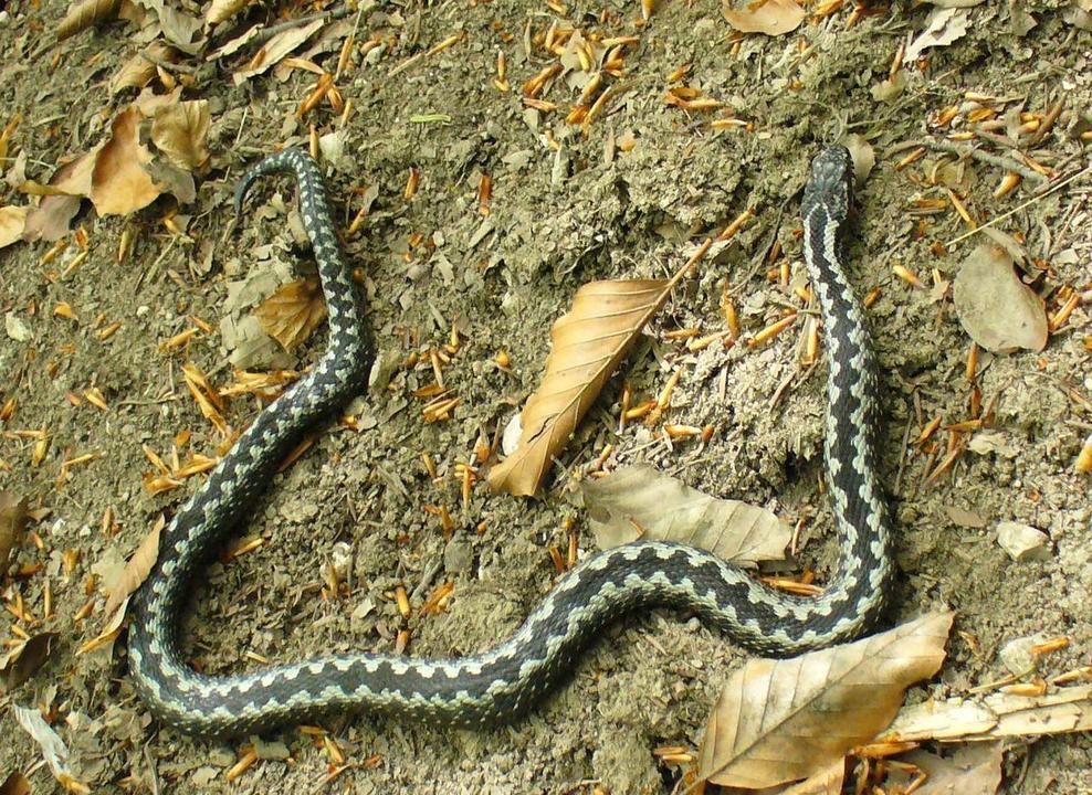 Vipera berus De Józef Kazimierz Sokołowski Trabajo propio, CC