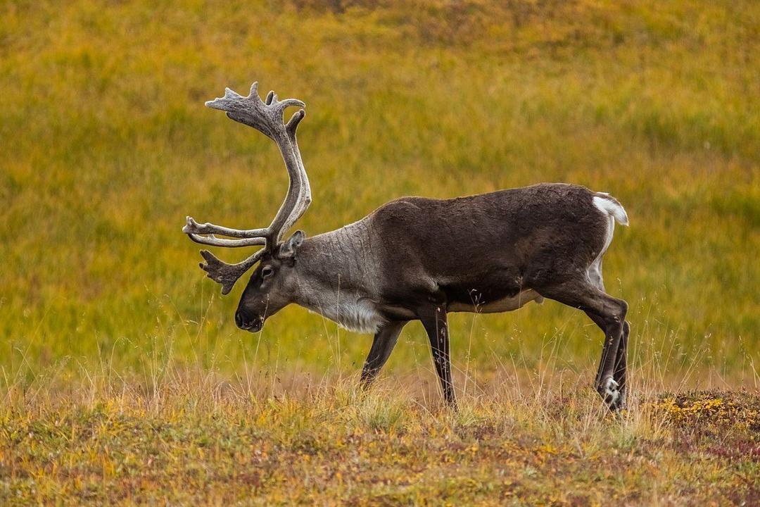 Reno Parque nacional y reserva Denali, Alaska De Diego Delso, CC