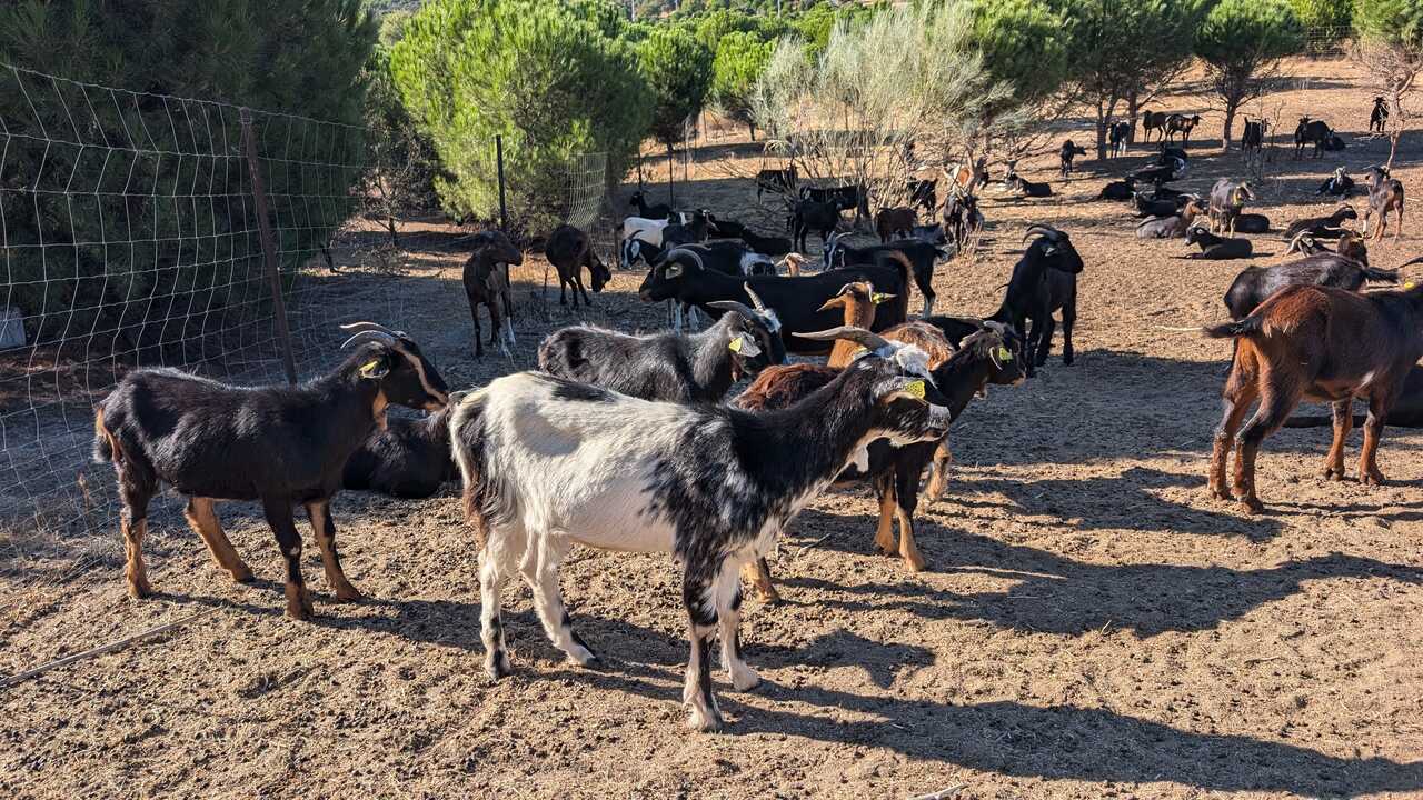Algunas de las cabras del rebaño de Javier de los Nietos.