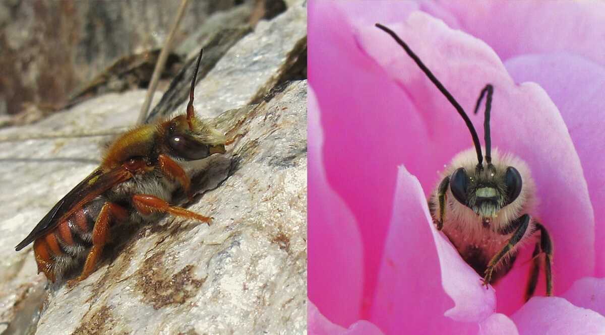 Dos tipos de abejas silvestres (foto: Iberozoa)